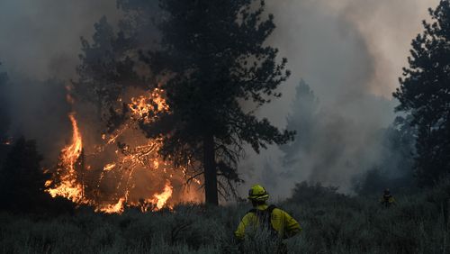 Firefighters watch the Bridge Fire consume a tree in Wrightwood, Calif., Wednesday, Sept. 11, 2024. (AP Photo/Jae C. Hong)