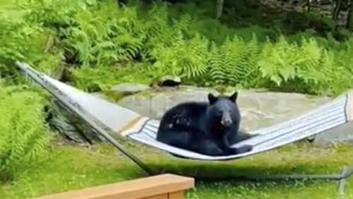 This image taken from video provided by Noah Dweck shows a black bear sitting on a hammock in a back yard, Tuesday, June 11, 2024, in Waitsfield, Vt. (Noah Dweck via AP)