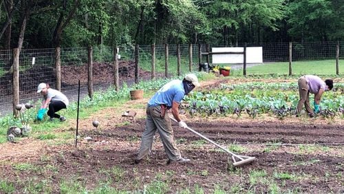 The staff at the Chattahoochee Nature Center work at the Unity Garden, which produces hundreds of pounds of vegetables for the North Fulton Community Charities every week. CONTRIBUTED: JULIE HOLLINGSWORTH