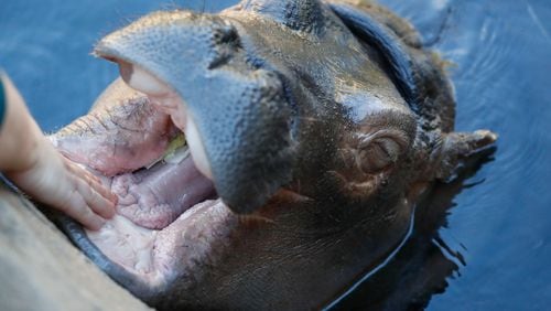 Fiona, a Nile hippopotamus, reacts as he has her gums rubbed by a caretaker in her enclosure at the Cincinnati Zoo & Botanical Gardens, Thursday, Oct. 26, 2017. A shirt company has released Christmas sweaters with her image.