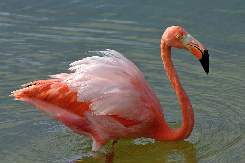 An image of an American flamingo.