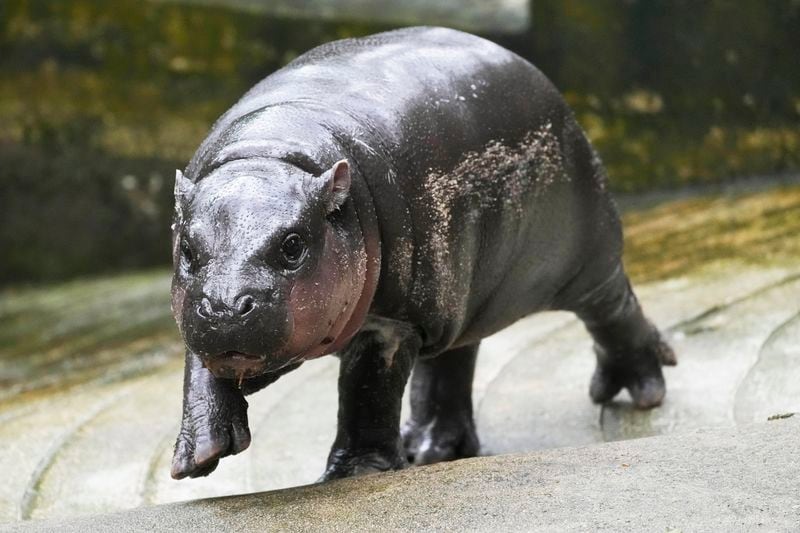 Two-month-old baby hippo Moo Deng walks at the Khao Kheow Open Zoo in Chonburi province, Thailand, Thursday, Sept. 19, 2024. (AP Photo/Sakchai Lalit)