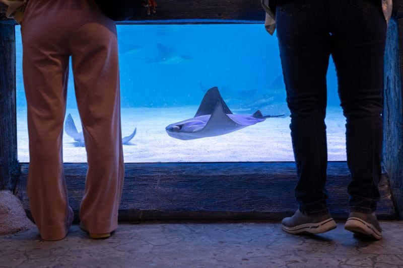 A cownose ray swims by at the Explorers Cove exhibition at the Georgia Aquarium in Atlanta on Wednesday, August 14, 2024. (Arvin Temkar/AJC)