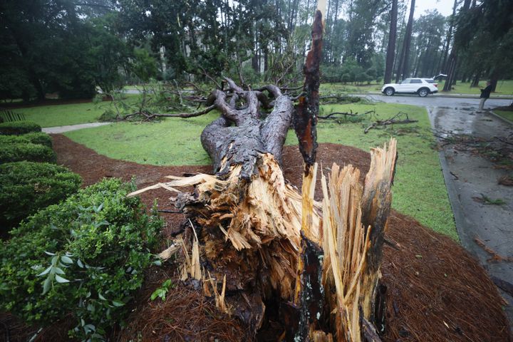 A massive pine tree stands in the yard of a home near Valdosta State University, showing the aftermath of Tropical Storm Debby’s path through south Georgia on Monday, August 5, 2024.
(Miguel Martinez / AJC)