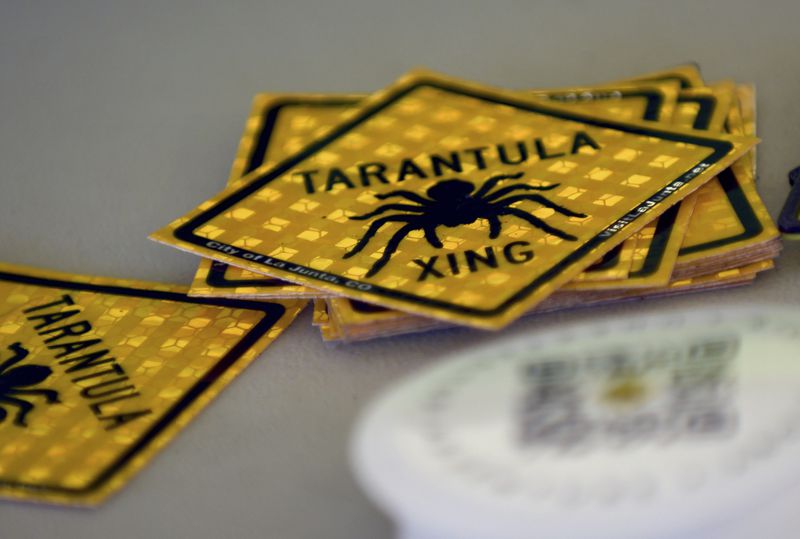 Tarantula crossing stickers are piled on a table at the Tarantula Festival in La Junta, Colo., on Saturday, Sept. 28, 2024. (AP Photo/Thomas Peipert)