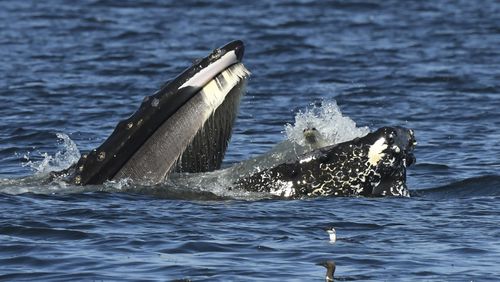 This photo provided by Blue Kingdom Whale and Wildfire Tours shows a seal in the mouth of a humpback whale on Thursday, Sept. 12, 2024, in the waters off of Anacortes, Wash. (Brooke Casanova/Blue Kingdom Whale and Wildfire Tours via AP)