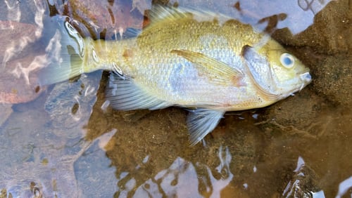 A dead fish is shown in the South River near Atlanta's Intrenchment Creek on Sept. 9, 2024. Georgia environmental officials say they are investigating a pollution incident which local water advocates say led to the fish kill.