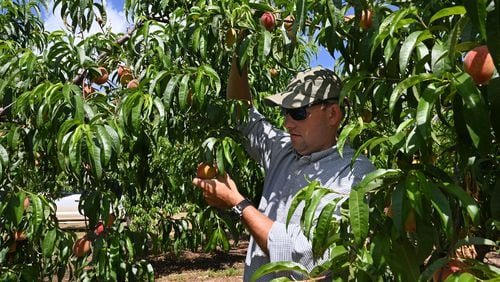 Fifth-generation peach farmer Lawton Pearson checks peaches at Pearson Farm, Wednesday, May 1, 2024, in Fort Valley. After Georgia peach growers lost nearly their entire crop in 2023, favorable winter and spring conditions have led to a full crop of Georgia's trademark fruit. (Hyosub Shin / AJC)