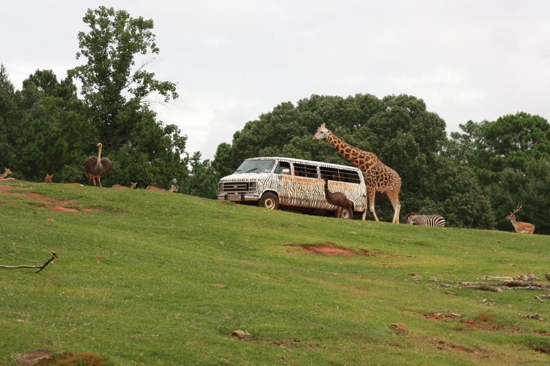 Wild Animal Safari features more than 650 animals in a drive-thru animal park in Pine Mountain. CONTRIBUTED BY AMBER KELLEY