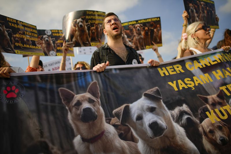 People shout slogans during a protest against a bill approved by Turkish legislators that aims to remove stray dogs off the country's streets, in Istanbul, Turkey, Sunday, Sept. 1, 2024. Boards read in Turkish: "Collect murderers, not dogs" and "The right to life of every living being is unique and sacred". (AP Photo/Emrah Gurel)