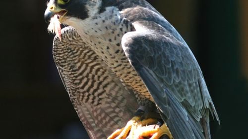 The peregrine falcon (shown here) is one of three falcon species that live in Georgia, mostly in winter. The other two species are the American kestrel and lthe merlin. The peregrine is the fastest member of the animal kingdom, with a diving speed of more than 200 miles per hour. Ken Billington/Creative Commons