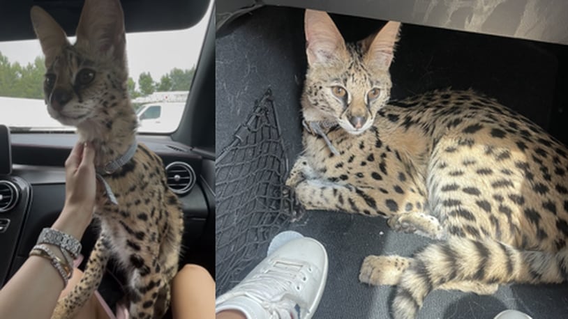 serval cat pet