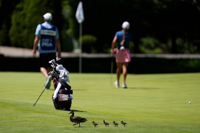 Duck with ducklings walks across the 10th hole as Dottie Ardina, of the Philippines, stands on the green during the first round of the Women's PGA Championship golf tournament at Sahalee Country Club, Thursday, June 20, 2024, in Sammamish, Wash. (AP Photo/Gerald Herbert)