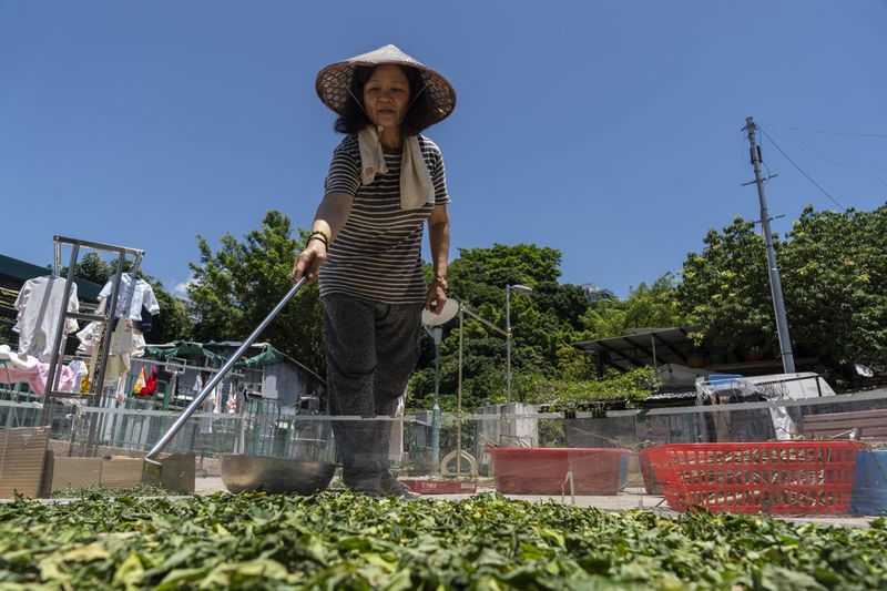 Villager Chan Shun-hong dries her harvested vegetables at the Cha Kwo Ling Village in Hong Kong, Sunday, Aug. 25, 2024. (AP Photo/Chan Long Hei)