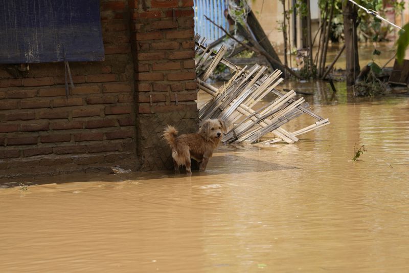 A dog stands near a half-submerged house on a flooded road in Naypyitaw, Myanmar, Saturday, Sept. 14, 2024. (AP Photo/Aung Shine Oo)