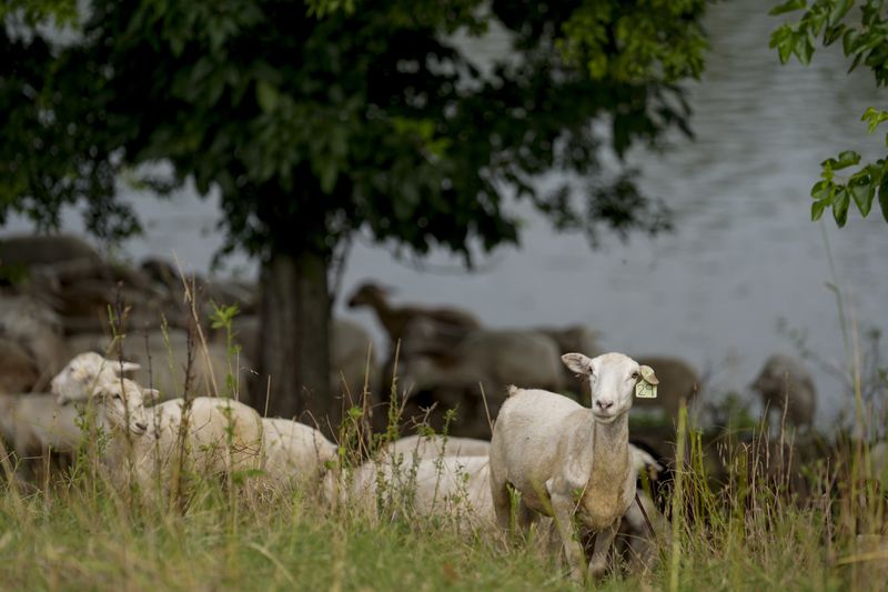 A flock of sheep called the Chew Crew are seen along the Cumberland River bank Tuesday, July 9, 2024, in Nashville, Tenn. The sheep are used to clear out overgrown weeds and invasive plants in the city's parks, greenways and cemeteries. (AP Photo/George Walker IV)