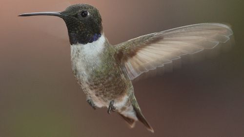 The black-chinned hummingbird (male shown here) is one of four nonnative hummingbird species that have appeared in Georgia so far this winter — in addition to the state's native ruby-throated hummingbird. (Courtesy of Mdf / Creative Commons)