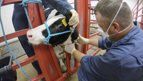 FILE - In this photo provided by the U.S. Department of Agriculture, an animal caretaker collects a blood sample from a dairy calf vaccinated against bird flu in a containment building at the National Animal Disease Center research facility in Ames, Iowa, on Wednesday, July 31, 2024. (USDA Agricultural Research Service via AP, File)