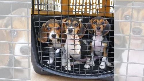 The Atlanta Humane Society took in dozens of beagles rescued from animal testing facility. U.S Rep. Buddy Carter, R-St. Simons Island, is sponsoring legislation to promote nonclinical testing methods for cosmetics and other products that would reduce or possibly even replace the use of animals such as mice, monkeys and beagles.