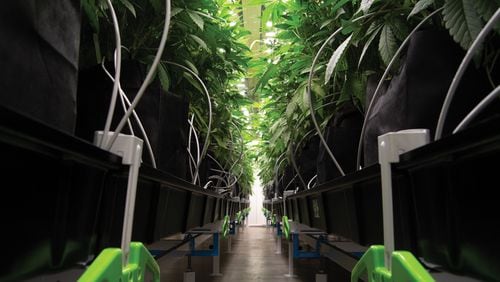 Botanical Sciences, Georgia’s first physician-owned medical cannabis provider, is planning to open five dispensaries across Georgia. The first location for Botanical Sciences will be in Pooler and is slated for July. (Courtesy of Botanical Sciences)