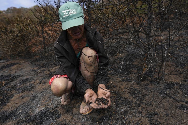 Coffee producer Joao Rodrigues Martins holds a handful of damaged coffee beans during an inspection of his plantation consumed by wildfires in a rural area of Caconde, Sao Paulo state, Brazil, Wednesday, Sept. 18, 2024. (AP Photo/Andre Penner)