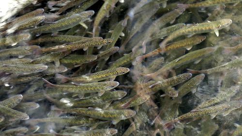 FILE - Juvenile coho salmon swim in a holding pond at the Cascade Fish Hatchery, March 8, 2017, in Cascade Locks, Ore. On Thursday, July 25, 2024, the U.S. government announced that it will invest $240 million in salmon and steelhead fish hatcheries in the Pacific Northwest in an effort to boost declining fish populations and support the treaty-protected fishing rights of Native American tribes in the region. (AP Photo/Gillian Flaccus, File)