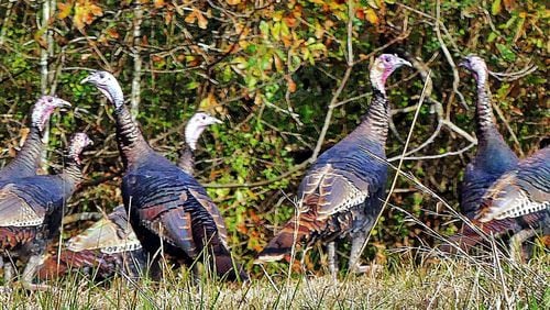 A flock of wild turkeys roams a field in Coweta County. Biologists are worried about an alarming decline of wild turkeys in Georgia and elsewhere in the nation. (Charles Seabrook for The Atlanta Journal-Constitution)