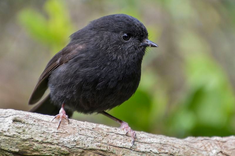 A karure, or Chatham Islands black robin pictured on Chatham Island in Sept. 2016 is runner-up to a hoiho or yellow-eyed penguin in the New Zealand Bird of the Year competition, announced Monday, Sept. 16, 2024. (Oscar Thomas via AP)