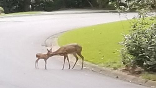 Ann Klueter lives in an East Cobb subdivision and back in August she took this photo from her dining room window.