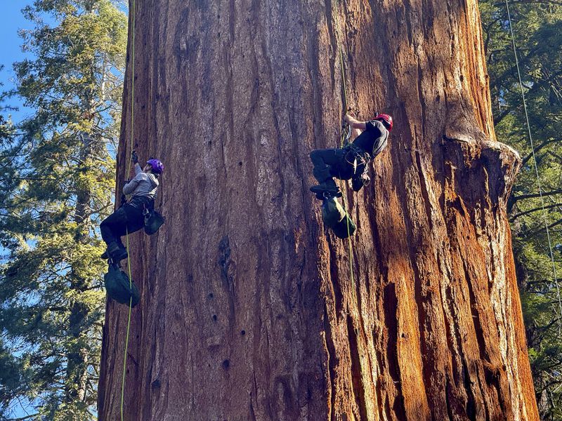 Researchers climb General Sherman, the world's largest tree, in Sequoia National Park, Calif. on Tuesday, May 21, 2024. They inspected the 275-foot tree for evidence of bark beetles, an emerging threat to giant sequoias. (AP Photo/Terry Chea)
