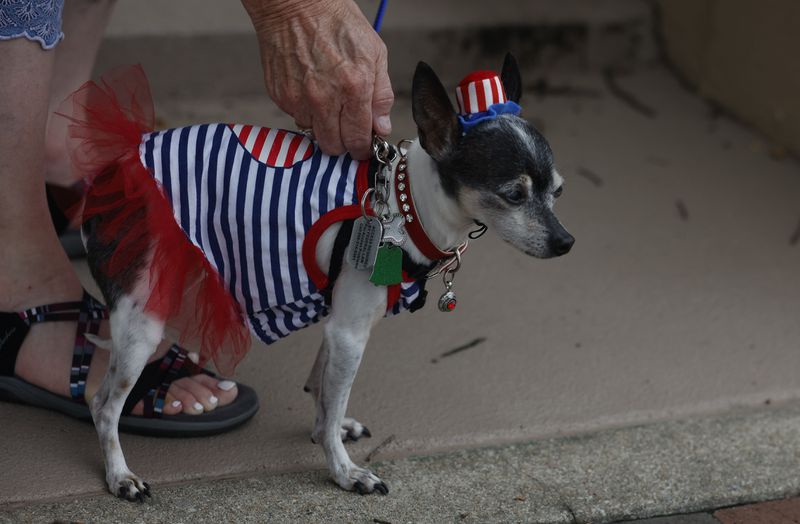 The sidelines of Marietta's 4th of July parade route can be a patriotic show unto themselves, as exhibited by this chihuahua decked out in American flag attire. (Michael Blackshire/Michael.blackshire@ajc.com)