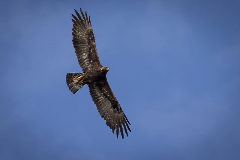 FILE - An adult golden eagle circles overhead in a remote area of Box Elder County, Utah, May 20, 2021. (Spenser Heaps/The Deseret News via AP, File)