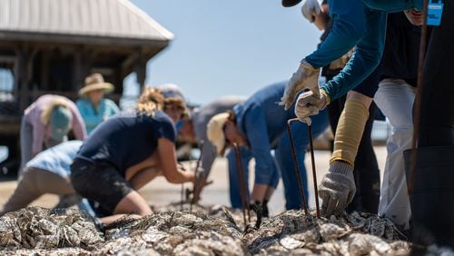 Volunteers secure oyster bags for a reef building operation on Daufuskie Island. 
Courtesy of Haig Point