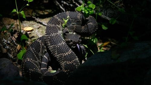 A Michigan woman was surprised when she was bit by a rattlesnake outside her home last week.