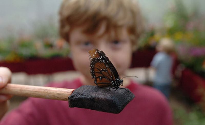 Eight-year-old Sam Lord of Duluth with a butterfly at the Dunwoody Nature Center.