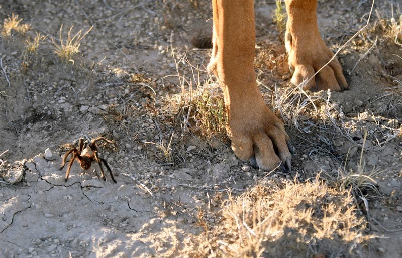 A male tarantula looks for a mate while a researcher's dog stands watch on the plains near La Junta, Colo., Saturday, Sept. 28, 2024. (AP Photo/Thomas Peipert)