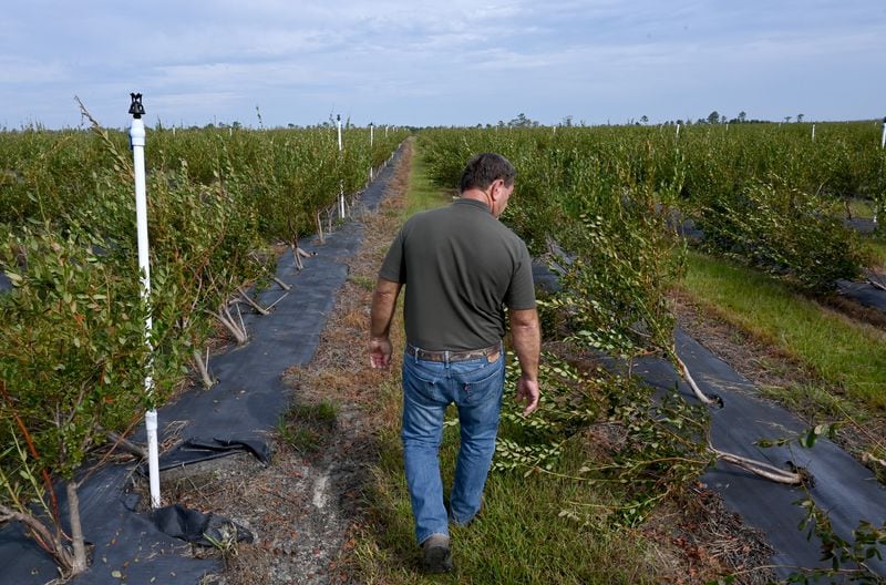 Lamar Vickers assesses the damage at his heavily damaged blueberry field at Vickers Farms, Tuesday, October 1, 2024, in Nashville, Ga. Vickers farms in partnership with his brothers Carlos and Lamar, and his son Bradley. They grow blueberries, watermelons, tobacco, peanuts, cotton and corn.  (Hyosub Shin / AJC)