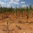 A corn field that is a total loss withers under the prolonged heat on Broughton Road at WDairy LLC on Wednesday, June 26, 2024, in Morgan County, Georgia. (Curtis Compton for The Atlanta Journal-Constitution