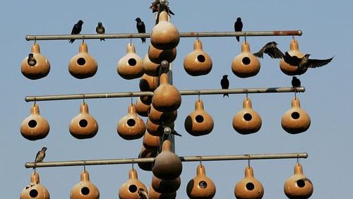 Seen here is a collection of purple martin gourds. Natural gourds are often referred to as the original bird house. Today, they continue to be highly attractive to birds like martins. Their design makes them safe from common predators.