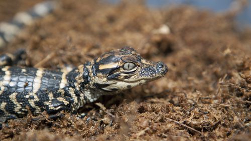 Baby alligators, like this one, are hatching now in the Okefenokee Swamp and other South Georgia wetlands. Only about 20% of the hatchlings will survive their first year. (Photo: Public domain/NASA)