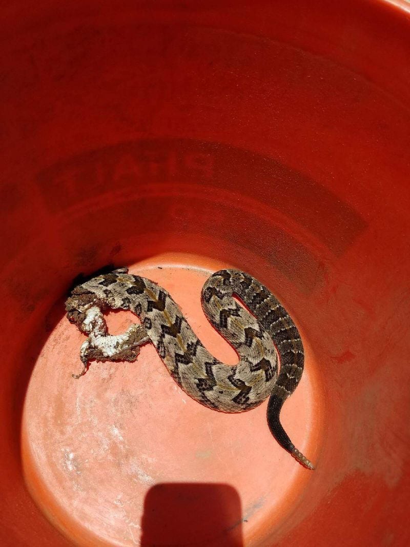 A timber rattlesnake was shot and killed after it bit a 12-year-old twice in the foot. (Credit: Channel 2 Action News)