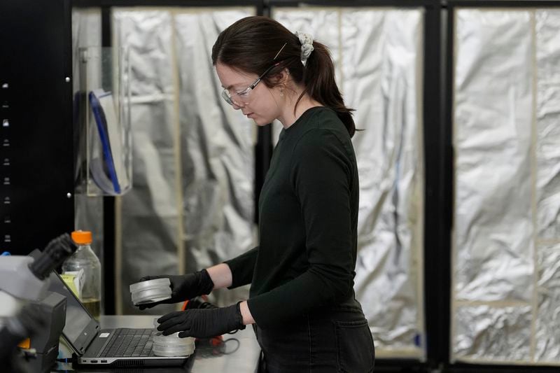 California Cultured Erika Cavanaugh collects biological materials from cell lines for experimentation and production at the company's lab in West Sacramento, Calif., Wednesday, Aug. 28, 2024. (AP Photo/Jeff Chiu)