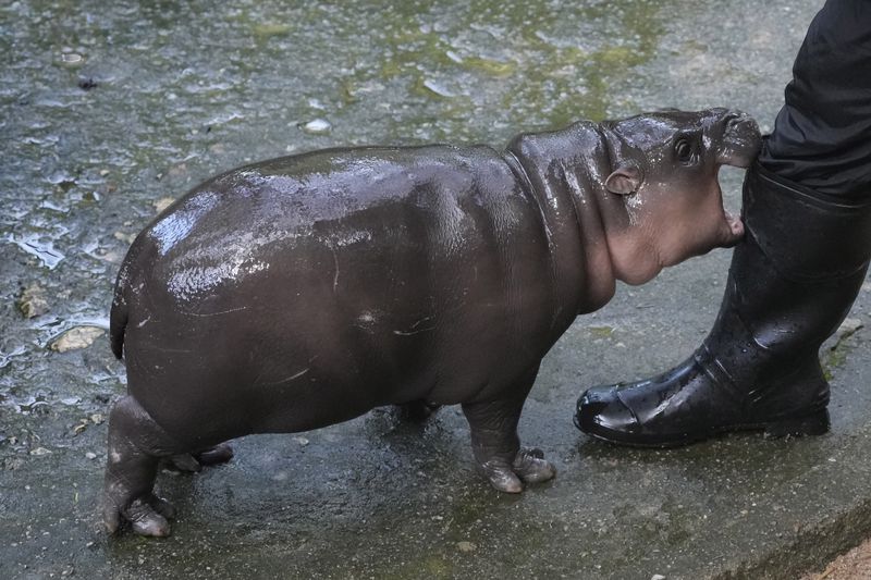 Two-month-old baby hippo Moo Deng plays with a zookeeper in the Khao Kheow Open Zoo in Chonburi province, Thailand, Thursday, Sept. 19, 2024. (AP Photo/Sakchai Lalit)