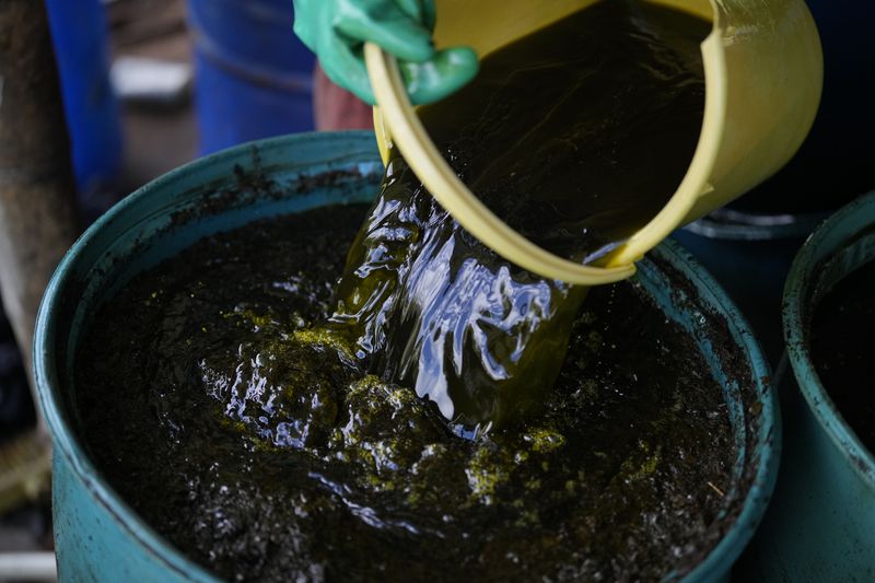 A farm laborer pours mulched coca leaves into a bucket mixed with solvents and chemicals as part of the process in making a coca base, in the hillsides of the Micay Canyon, southwestern Colombia, Tuesday, Aug. 13, 2024. The Micay Canyon, which plays a key role in the illicit trade of both drugs and weapons, connects the Andes mountains and the Pacific Ocean along dozens of remote trails used to bring cocaine to small ports where it is loaded unto homemade submarines heading to Central America. (AP Photo/Fernando Vergara)