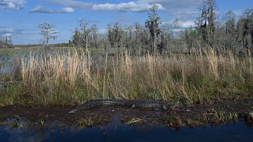 An alligator in the Okefenokee Swamp on March 18. (Hyosub Shin/The Atlanta Journal-Constitution)