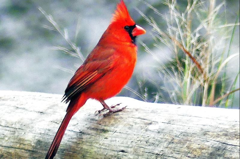 With the days growing longer in early February, the male Northern cardinal bursts out into springlike song — one of the first songbirds to start singing in the new year. CONTRIBUTED BY CHARLES SEABROOK