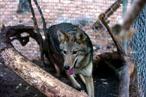 Neighborhood coyotes have a friend