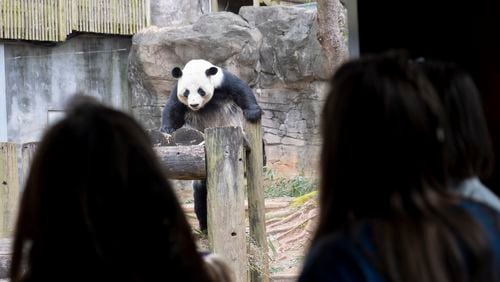 People view Yang Yang at Zoo Atlanta on Friday, Feb. 16, 2024. Atlanta has the last pandas in the U.S., and they’re slated to go back to China this year. (Ben Gray / Ben@BenGray.com)
