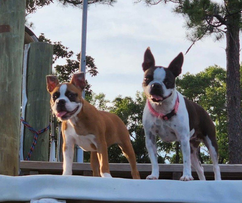 Lucy, left, and Ricky White are the Boston terriers who call recovering-politico Josh White their person. All three of them will be spending even more time on the Peachtree Creek Greenway in the future. (Courtesy photo)