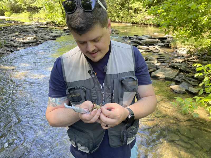 Chad Cogburn, of the Nashville Zoo, measures and records a crayfish during an annual census of the Nashville crayfish, an endangered species, on Wednesday, June 11, 2024 in Nashville, Tenn. The U.S. Fish and Wildlife Service is considering removing the Nashville crayfish from the endangered species list, but some biologists argue it still needs protection because its range is so limited. (AP photo/Travis Loller)